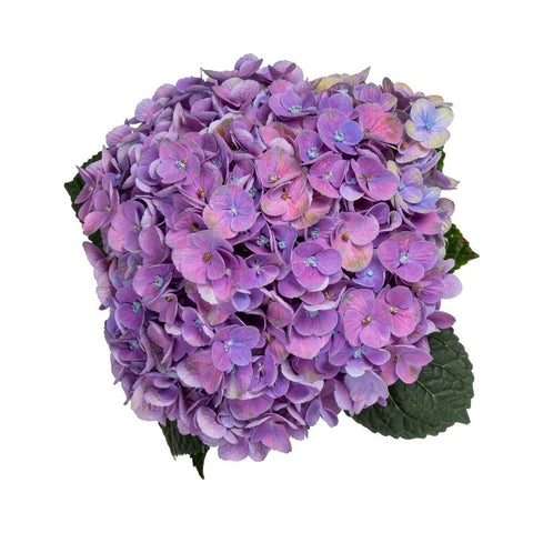 JUMBO DYED, HYDRANGEAS