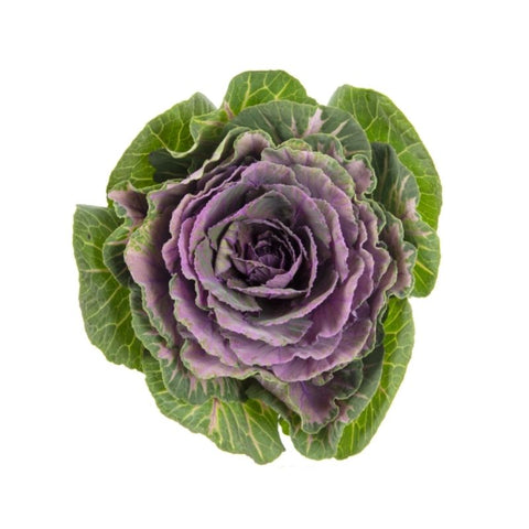 KALE