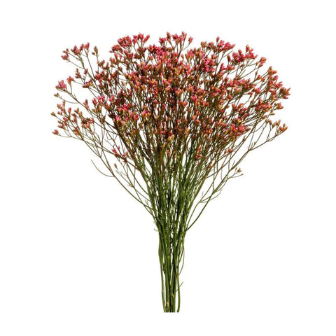 DYED LIMONIUM