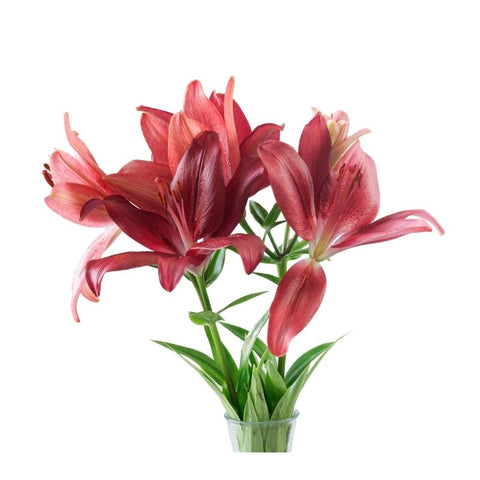 ASIATIC LILIES