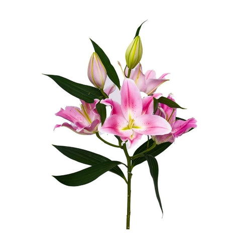 ORIENTAL LILIES