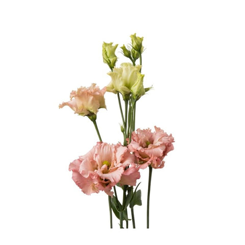 LISIANTHUS