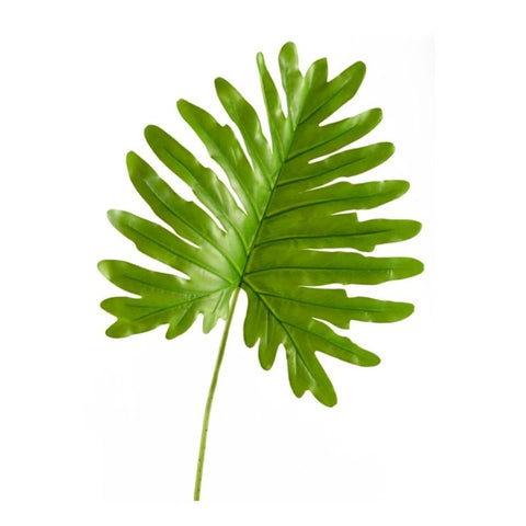 SPLIT LEAF PHILODENDRON