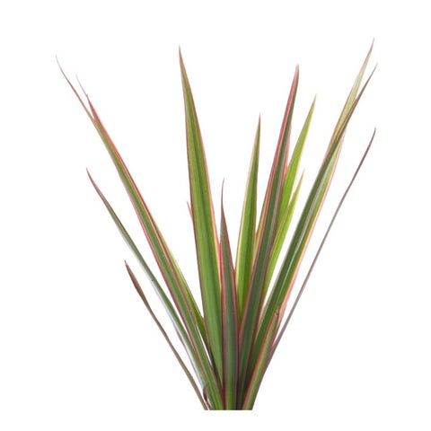 DRACAENA  MARGINATA