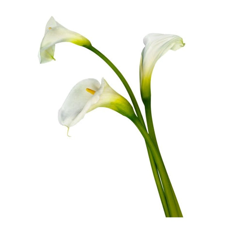 MINI CALLA
