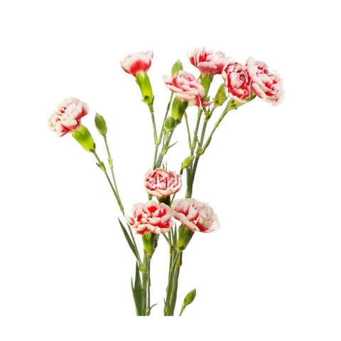 MINI CARNATION
