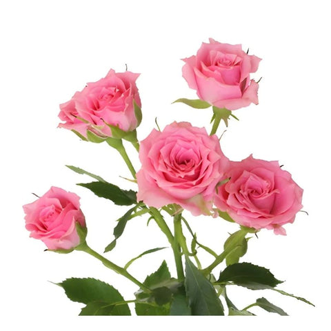 MINI ROSES