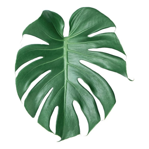 MEDIUM MONSTERA