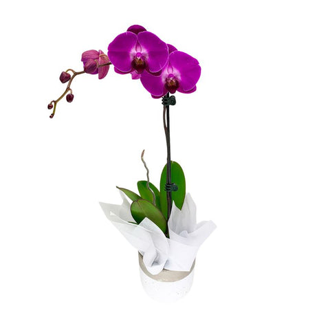 MOTH ORCHIDS