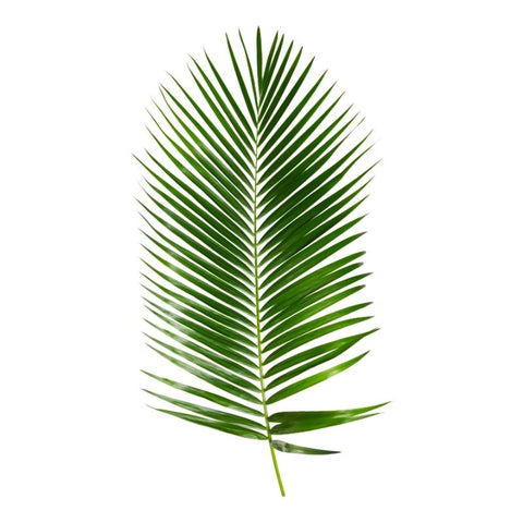 PALM LEAF, 80CM