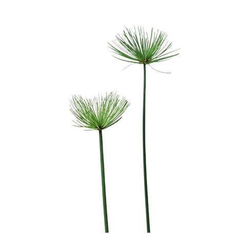 PAPYRUS SEDGE