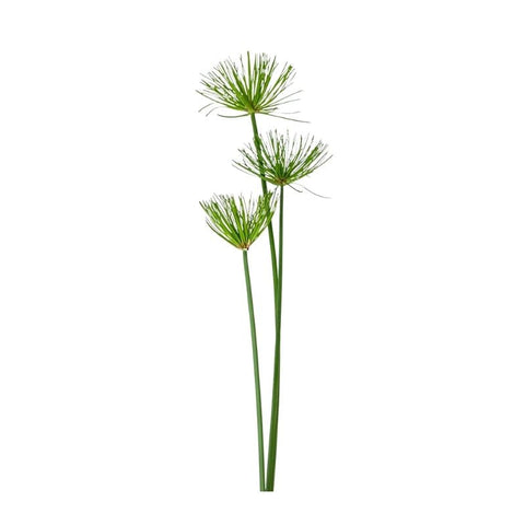 UMBRELLA SEDGE
