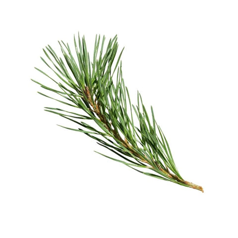 PINE