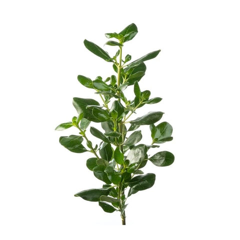PITOSPORUM
