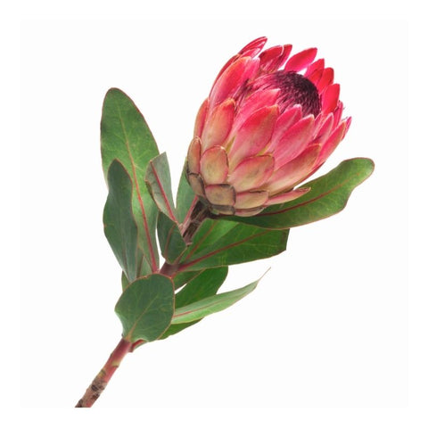 PROTEA