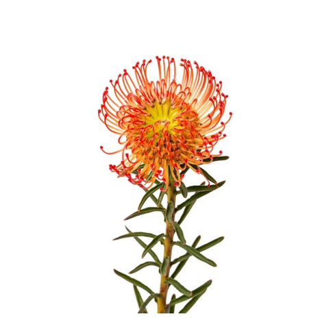 PROTEA PINCUSHION