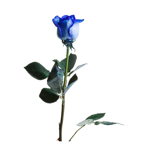BLUE DYED  ROSES, STEMS