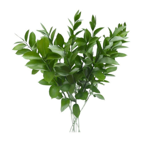 BUTCHER'S BROOM