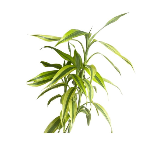 DRACAENA WHITE STRIPE