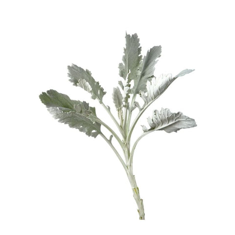 DUSTY MILLER