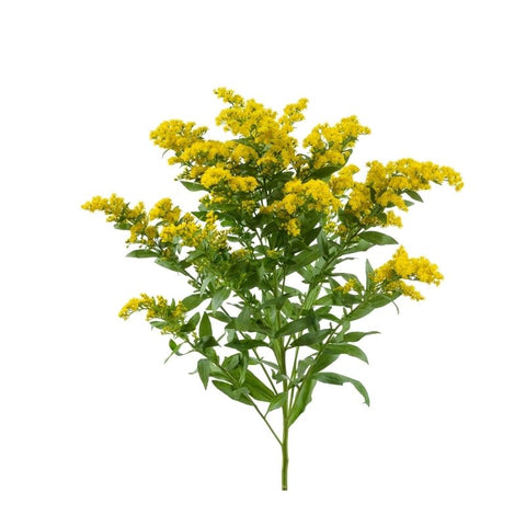 SOLIDAGO