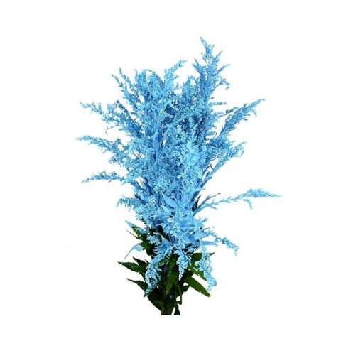 DYED SOLIDAGO