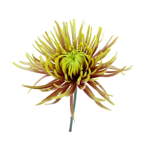 SPIDER LILIES