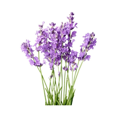 SEA LAVENDER