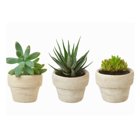 SUCCULENT