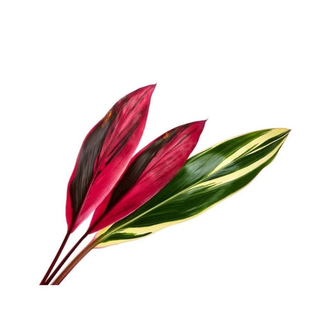 CORDYLINE