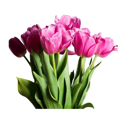 TULIP