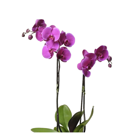 PETITE, ORCHID