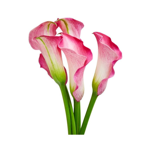 PINK EDGED CALLA