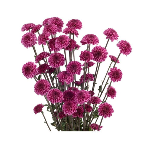 NOVELTY, CHRYSANTHEMUM