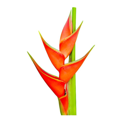 STRAIGHT, HELICONIA